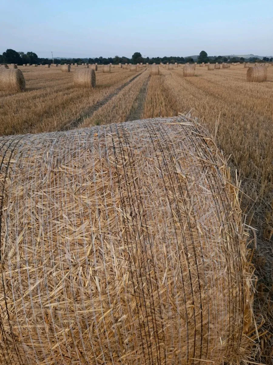 Straw - Image 1