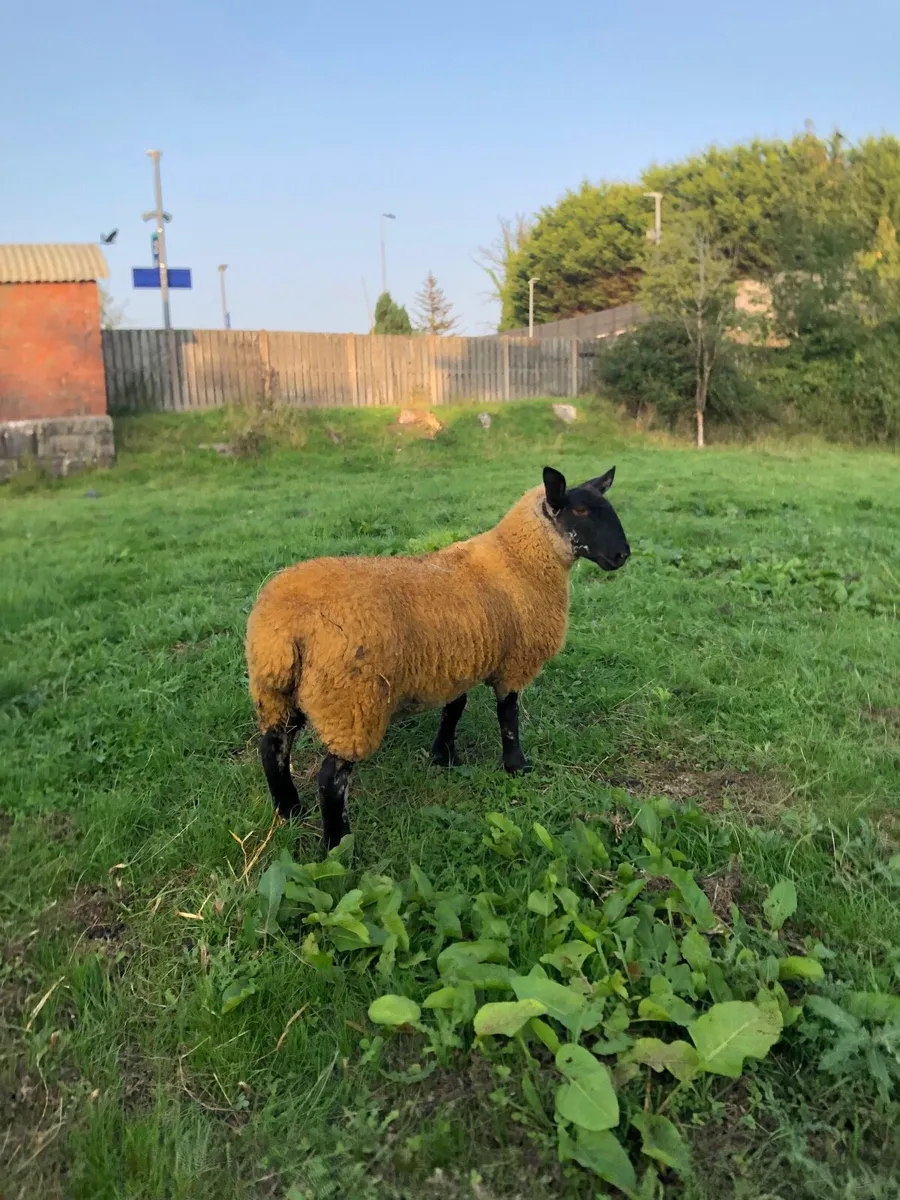 Suftex ewe lamb - Image 2