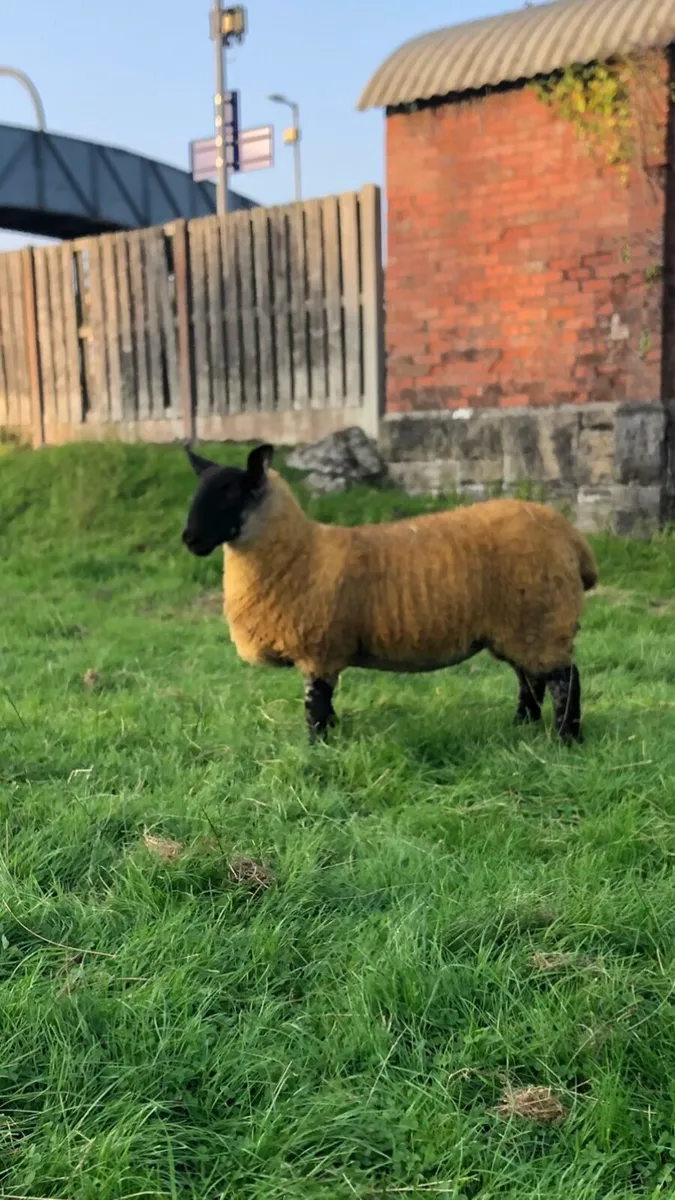 Suftex ewe lamb - Image 4
