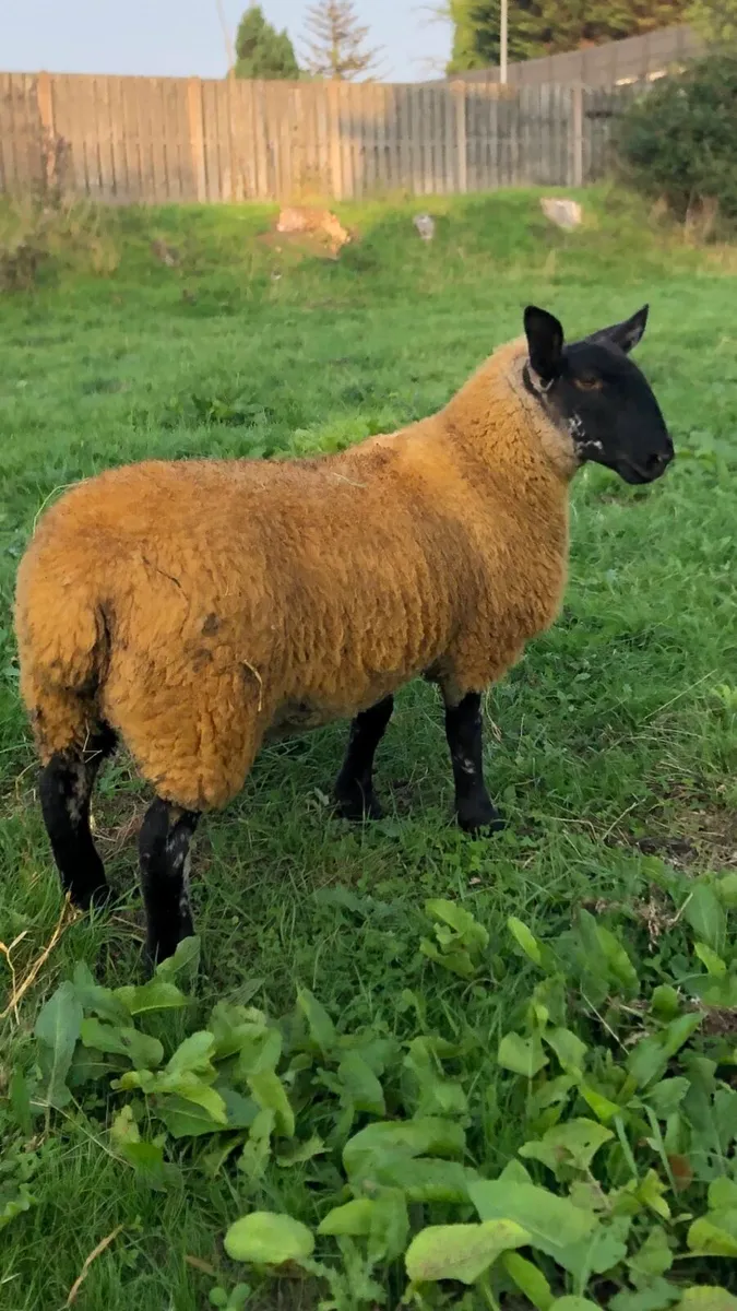 Suftex ewe lamb - Image 1