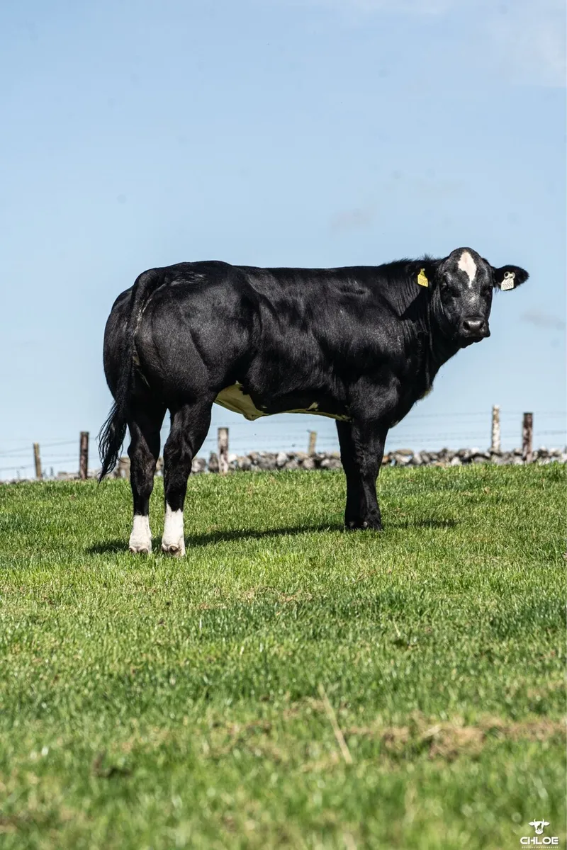 BBX heifers for sale gort Mart Thursday 14th Aug - Image 1