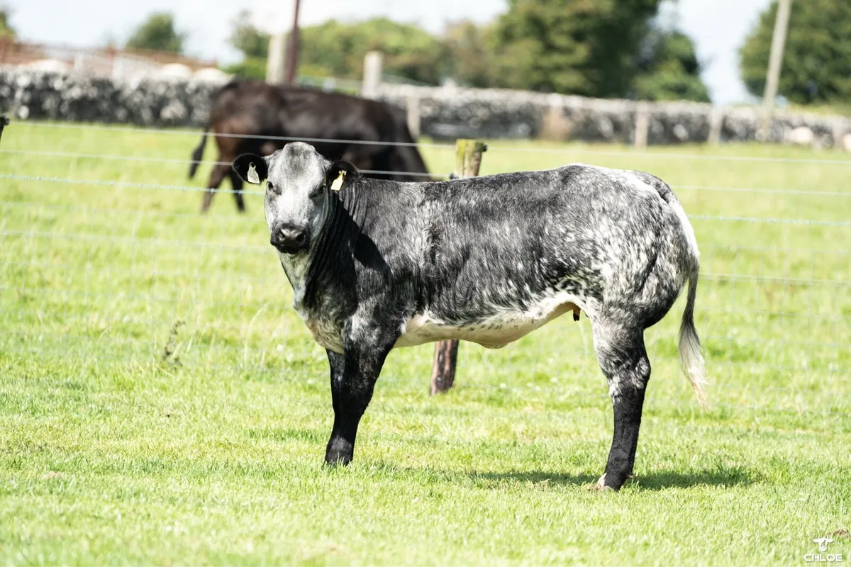 BBX heifers for sale gort Mart Thursday 14th Aug - Image 2