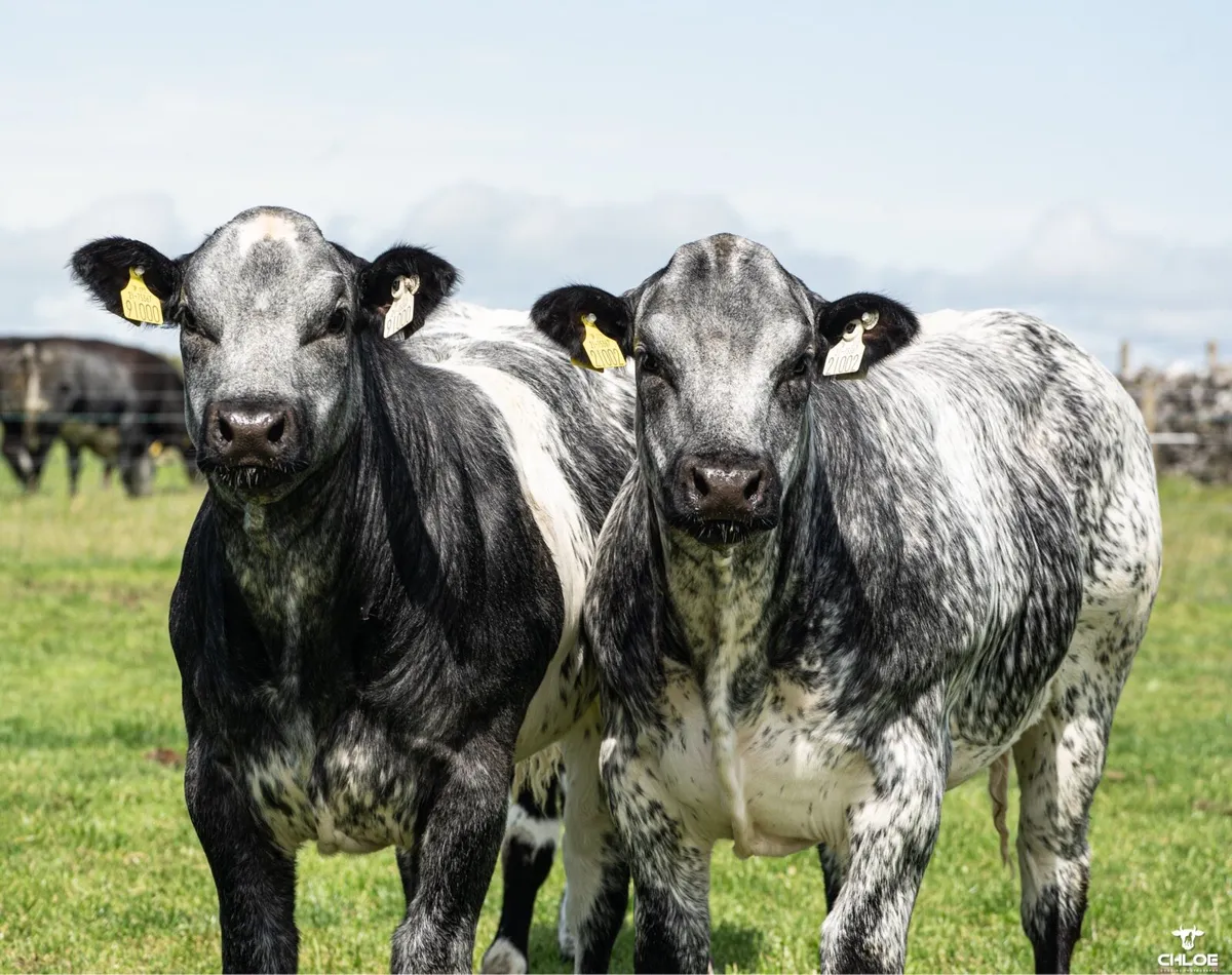 BBX heifers for sale gort Mart Thursday 14th Aug - Image 3