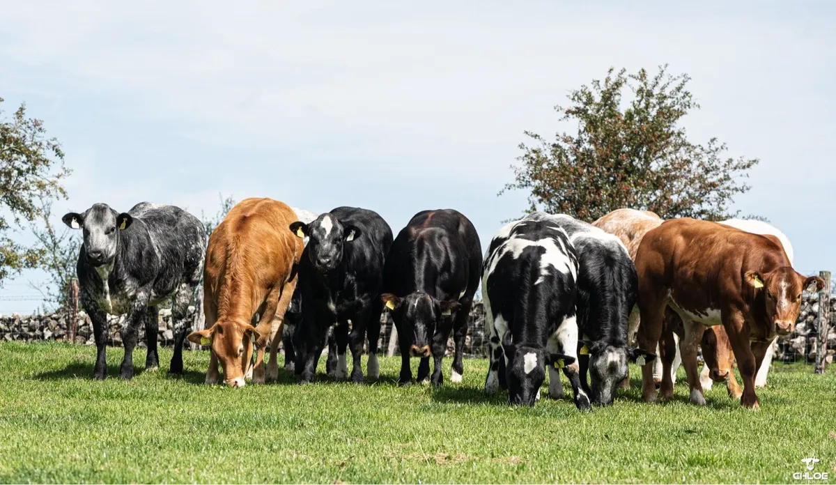 BBX heifers for sale gort Mart Thursday 14th Aug - Image 4