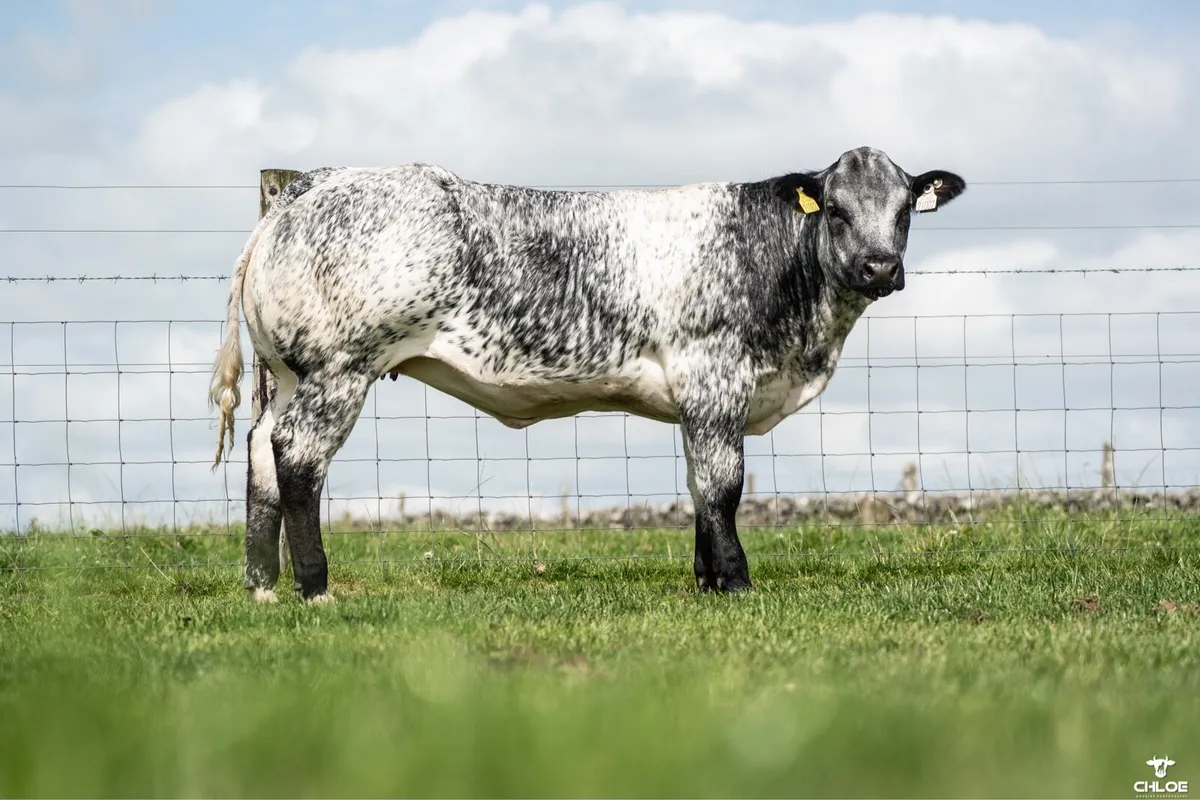 BBX heifers for sale gort Mart Thursday 14th Aug - Image 1