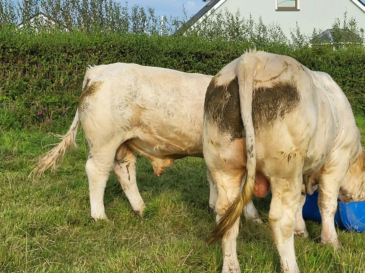 Charolais bulls - Image 3