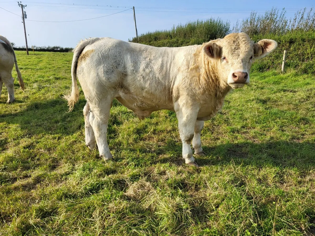 Charolais bulls - Image 4