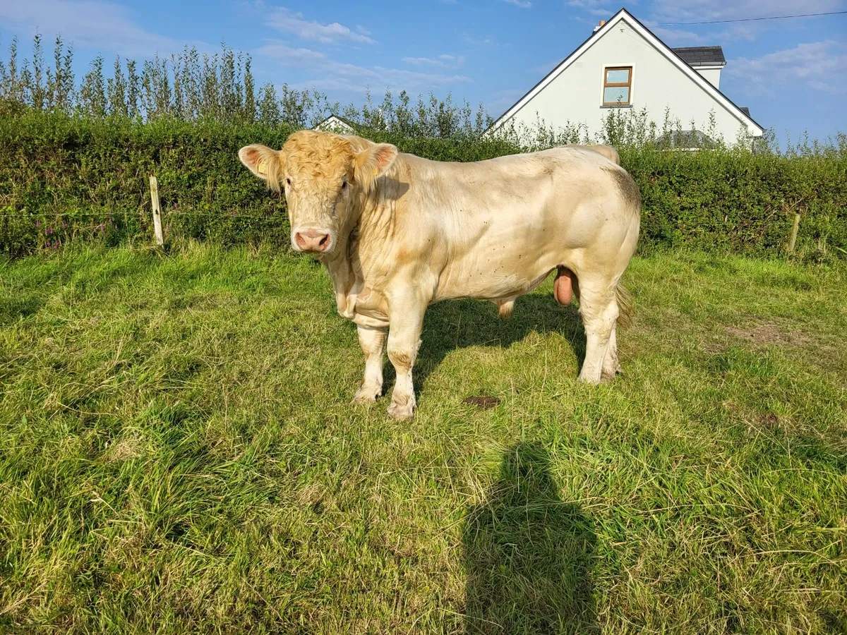 Charolais bulls - Image 2