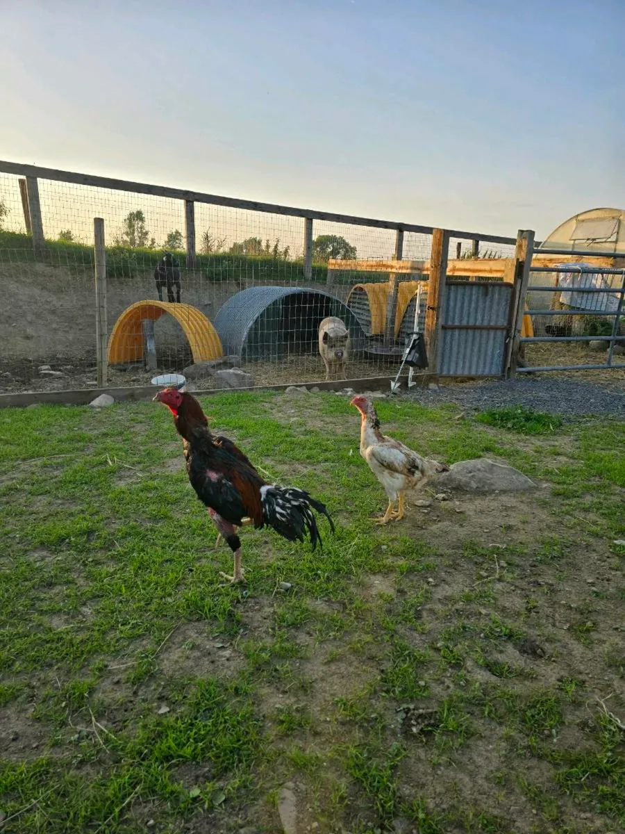 Shamo hatching eggs - Image 1