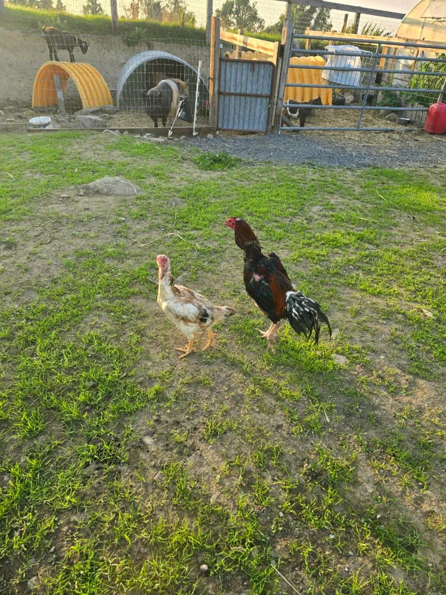 Shamo hatching eggs - Image 2