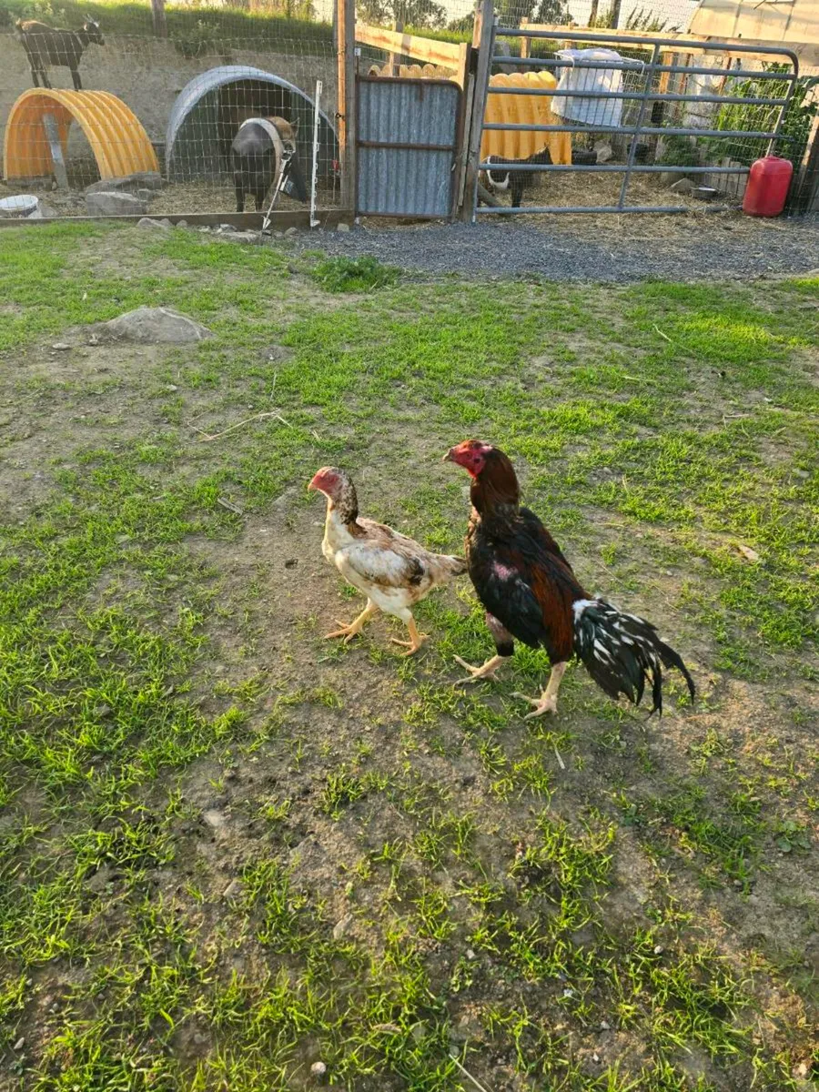 Shamo hatching eggs - Image 3