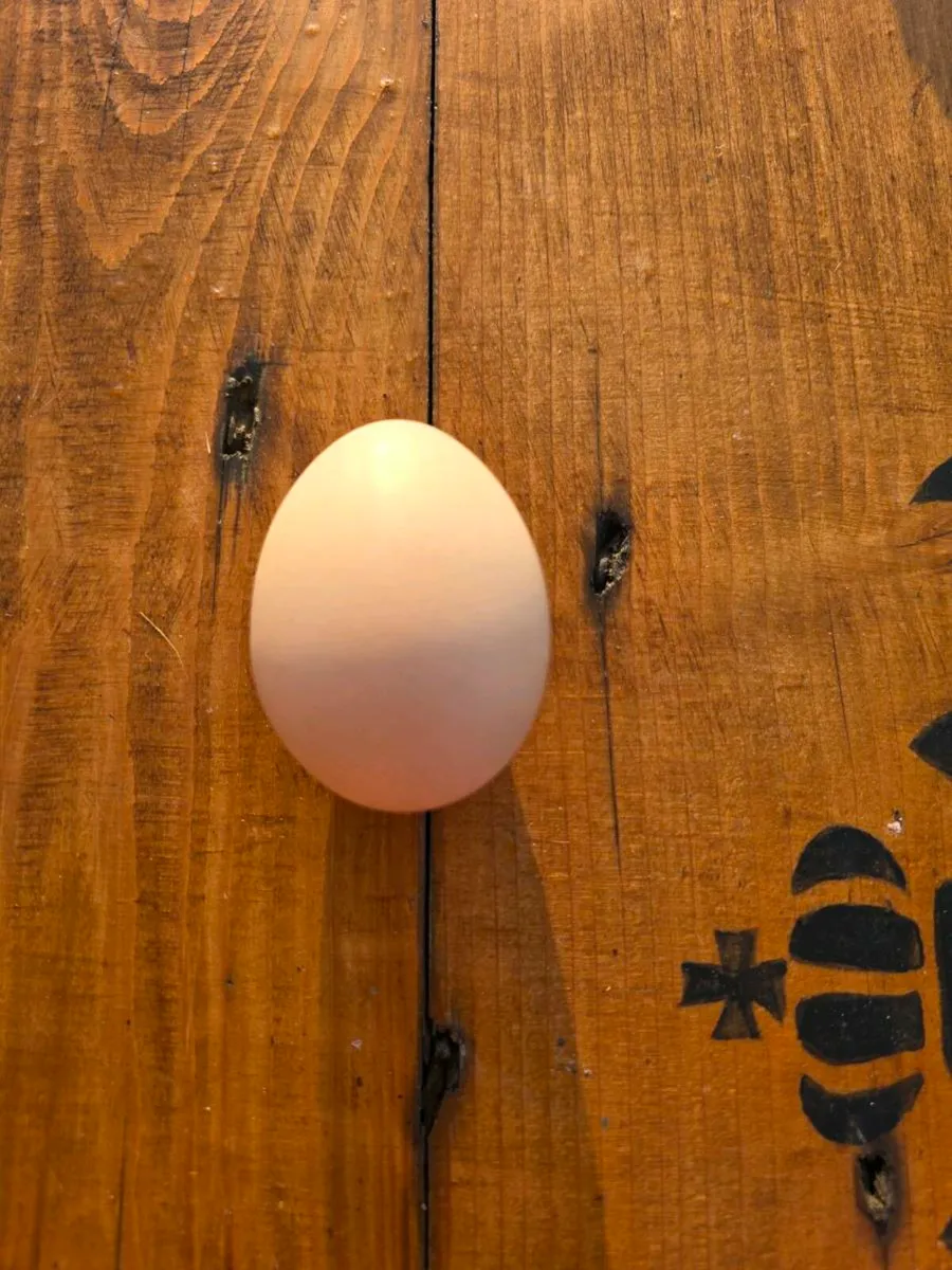 Shamo hatching eggs - Image 4