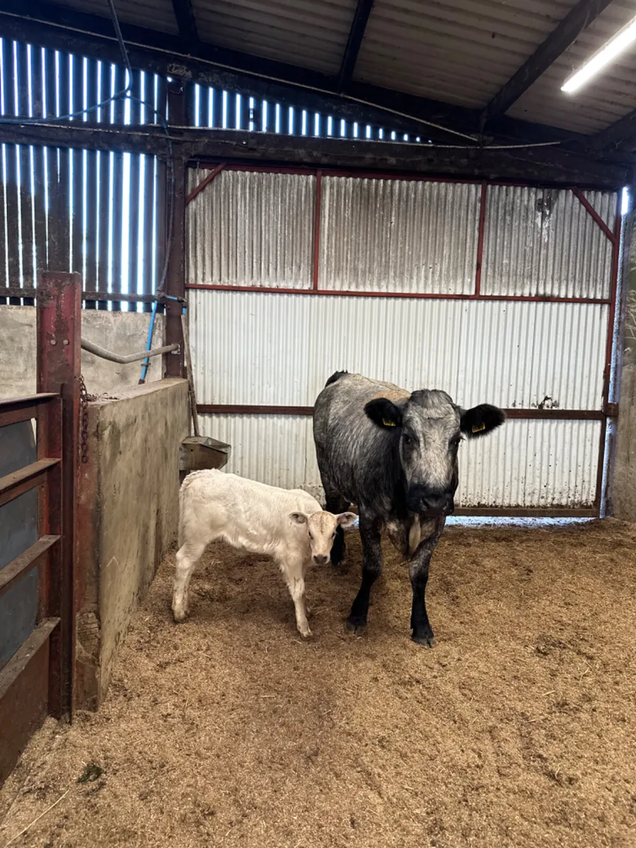 Roaned blue grey heifer with Charolais heifer - Image 1