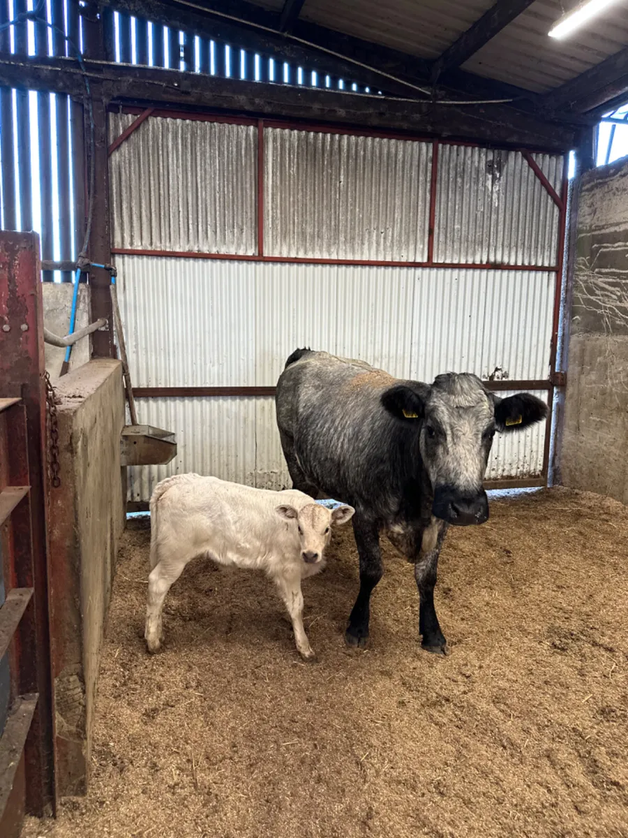 Roaned blue grey heifer with Charolais heifer - Image 3