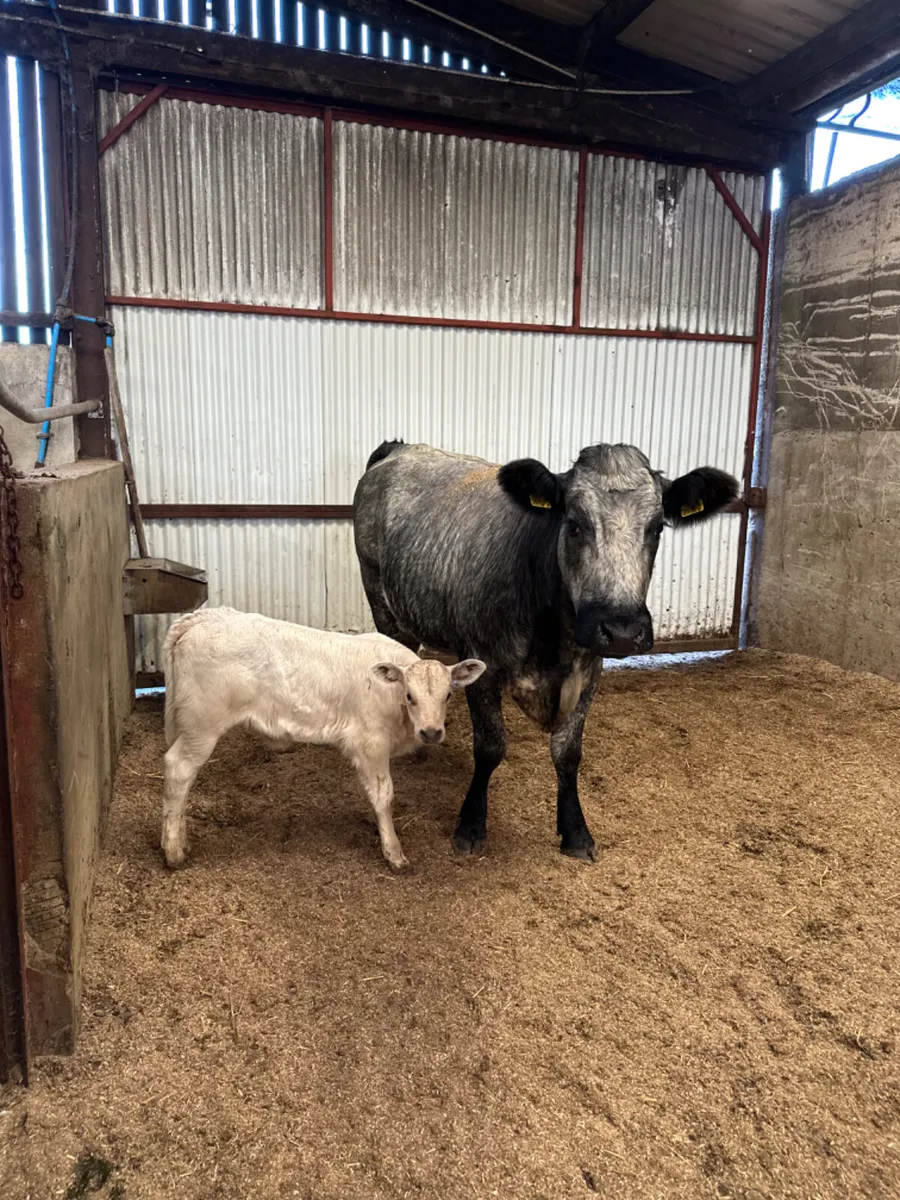 Roaned blue grey heifer with Charolais heifer - Image 2