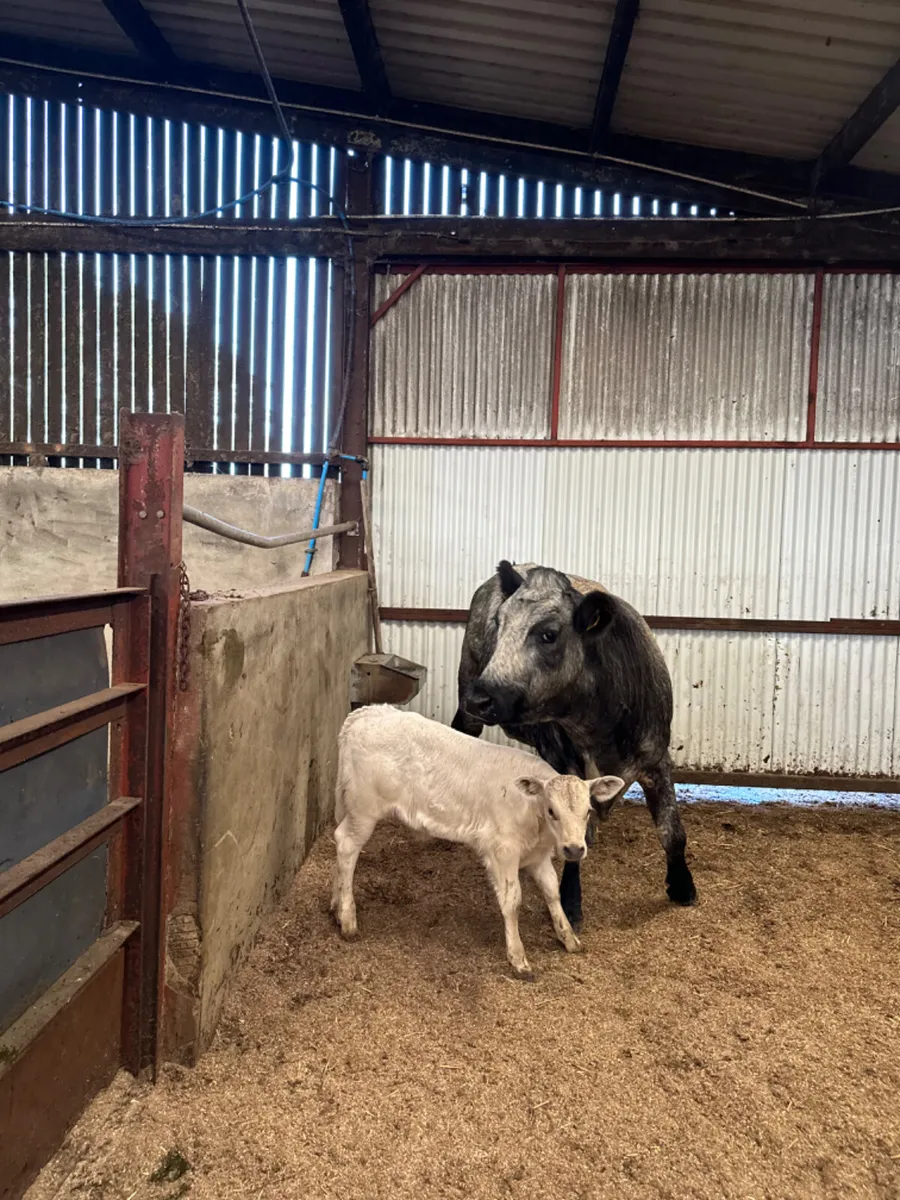 Roaned blue grey heifer with Charolais heifer - Image 4