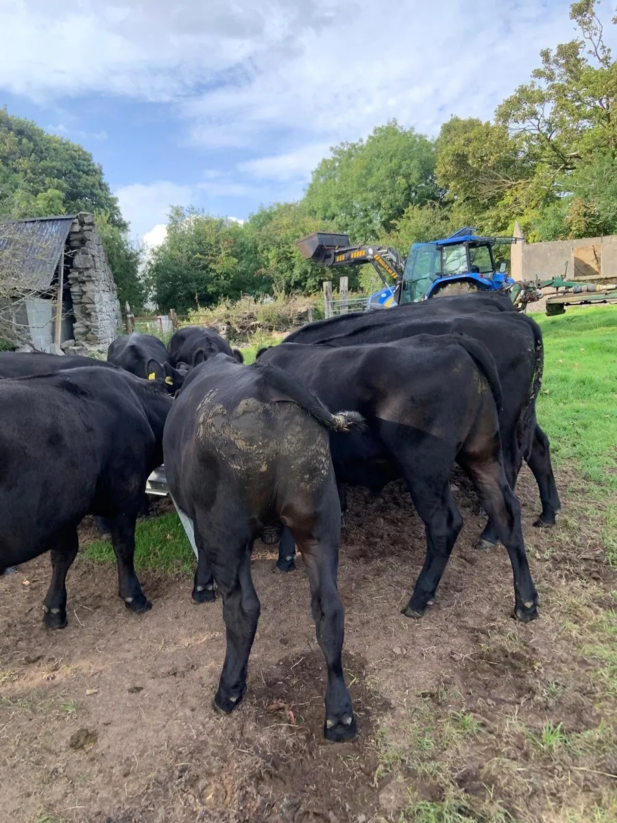 Cattle - Image 1