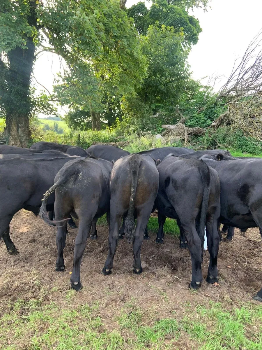 Cattle - Image 2