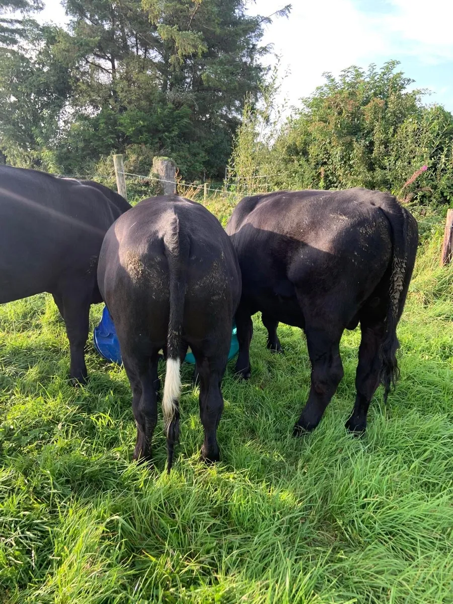 Cattle - Image 3