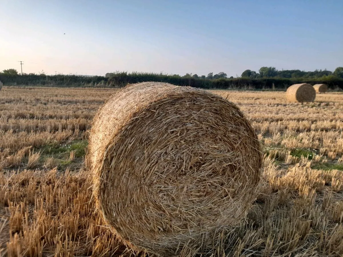 Straw - Image 2