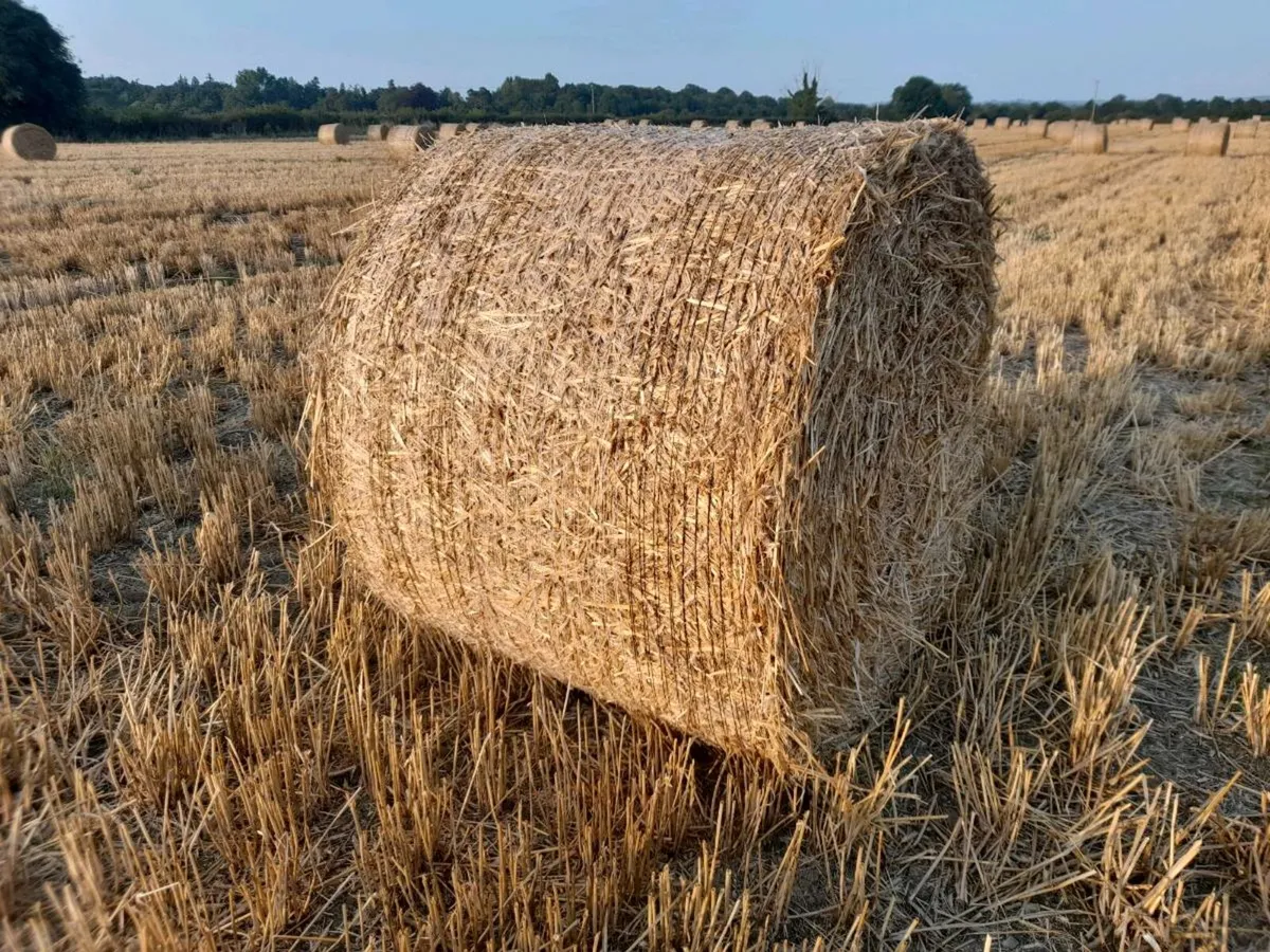 Straw - Image 3
