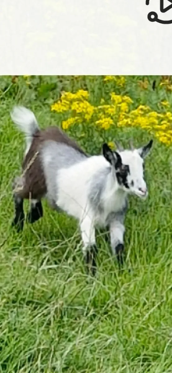 Pygmy goat - Image 2