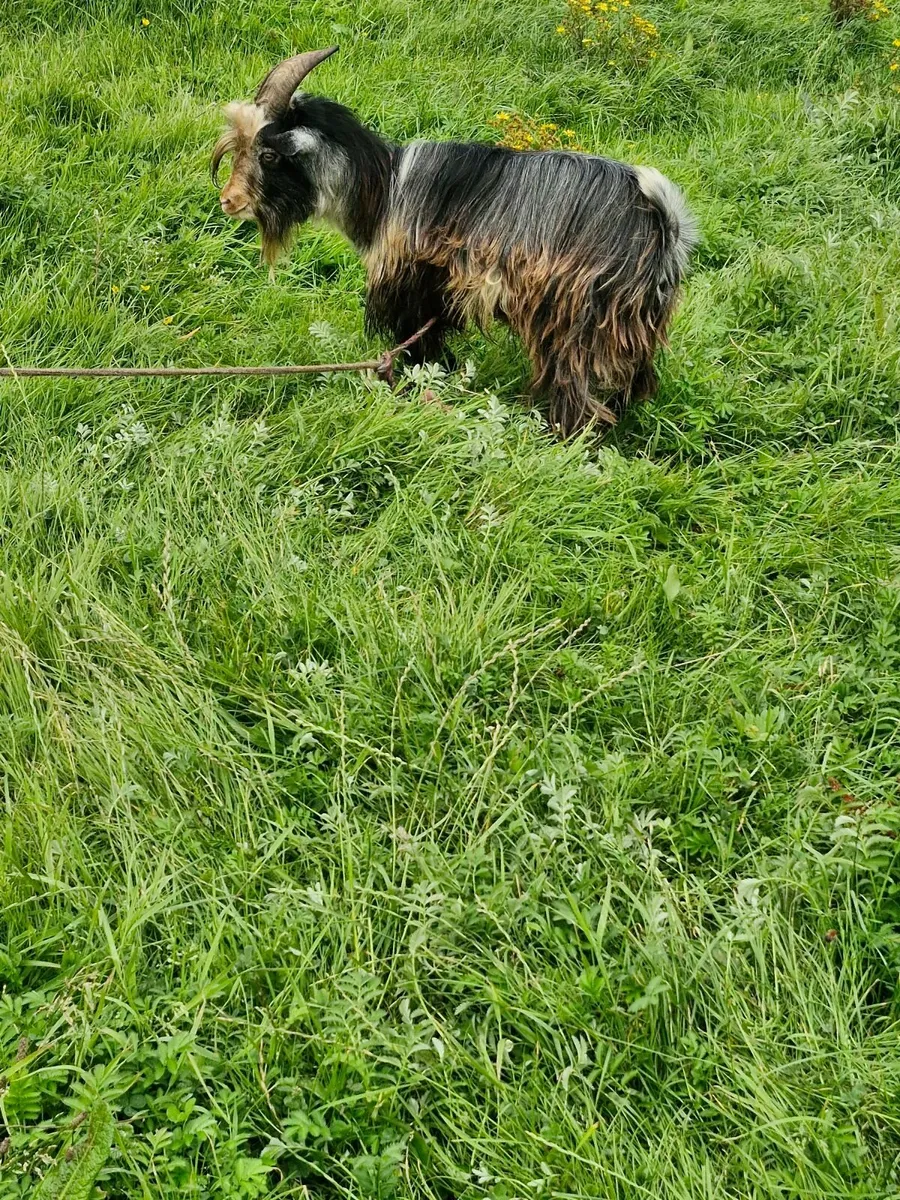 Pygmy goat - Image 3