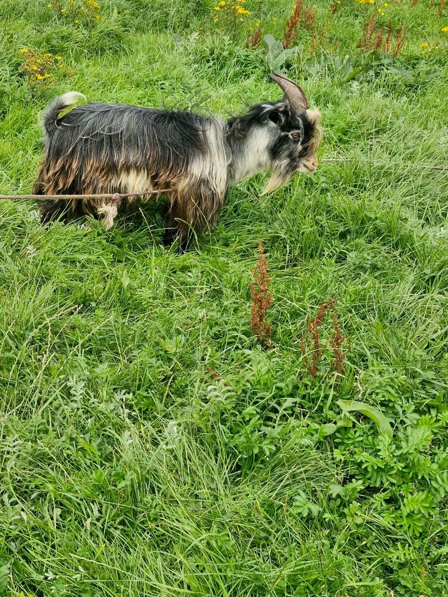 Pygmy goat - Image 4