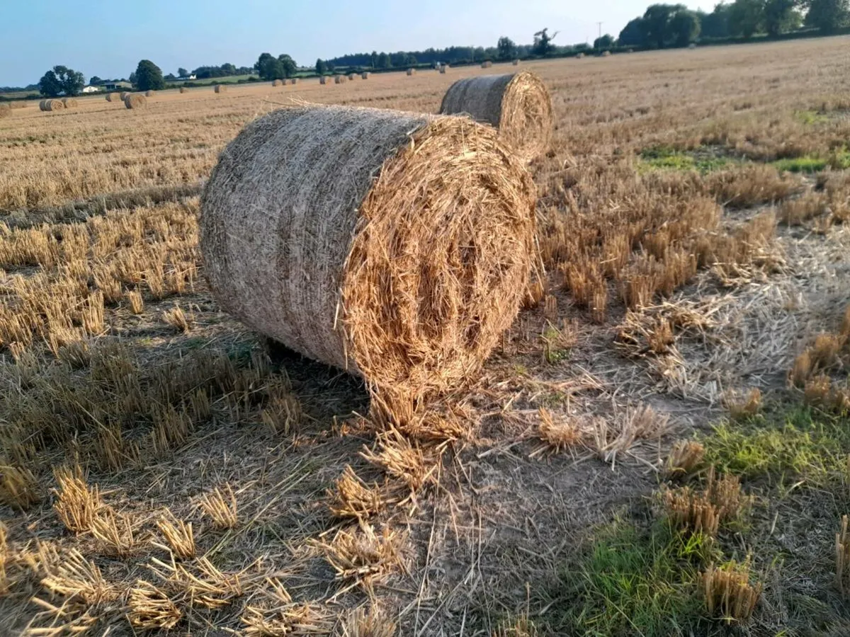 Straw - Image 4