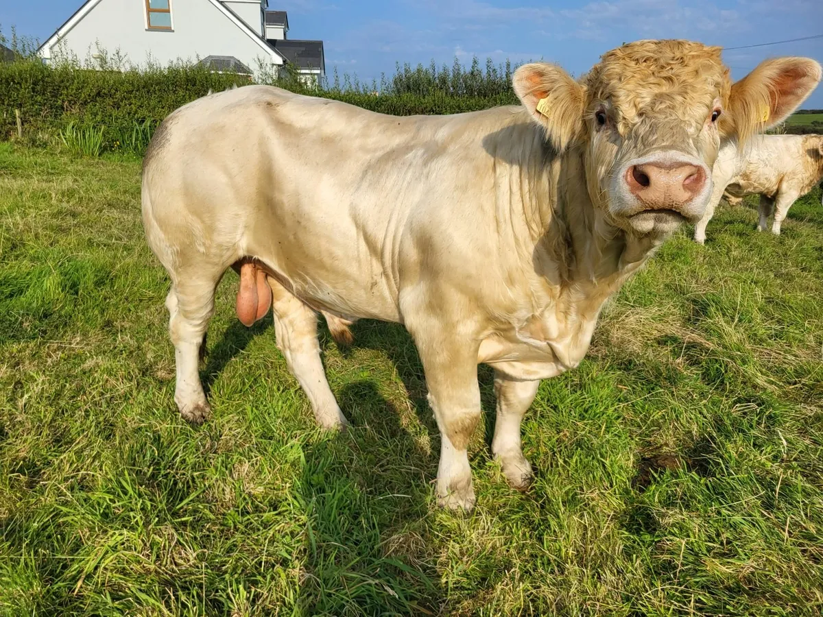 Charolais bulls - Image 1