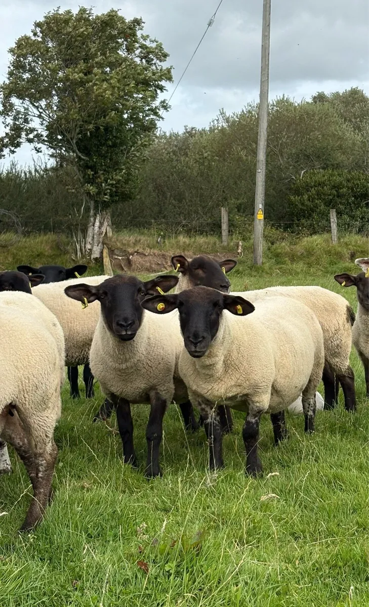 27 Suffolk x hoggets - Image 1