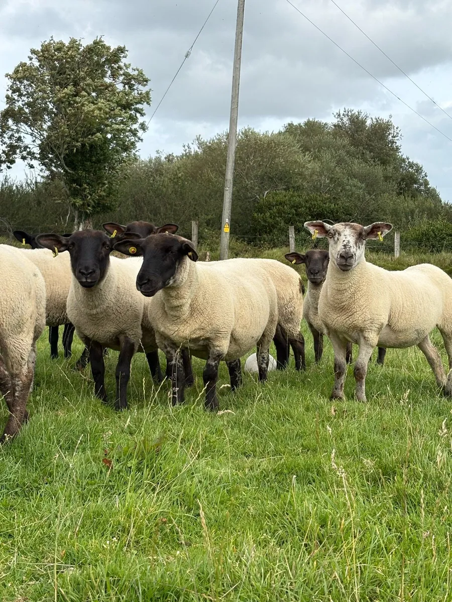27 Suffolk x hoggets - Image 2