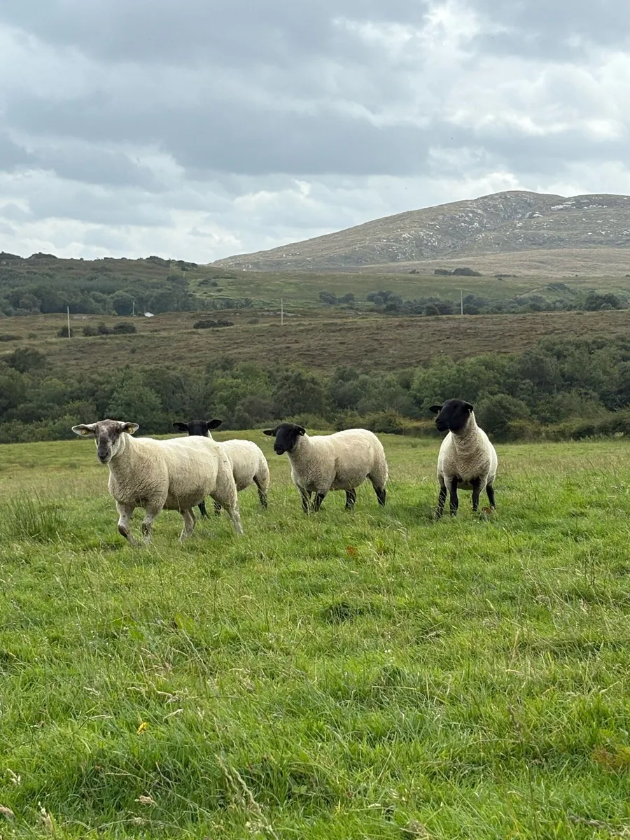 27 Suffolk x hoggets - Image 3