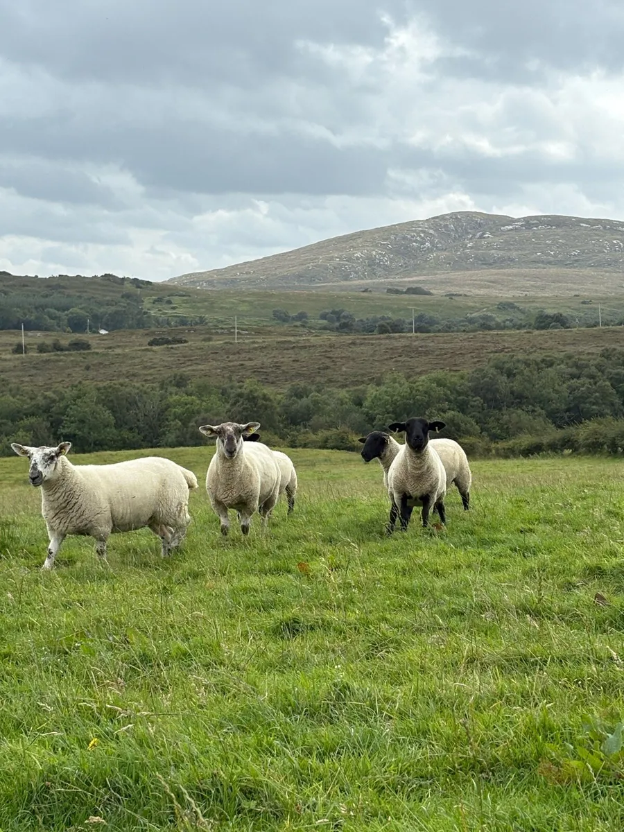 27 Suffolk x hoggets - Image 4