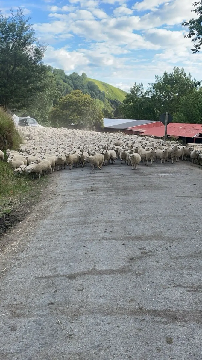 💰🐑Sheep Wanted  🐑💰