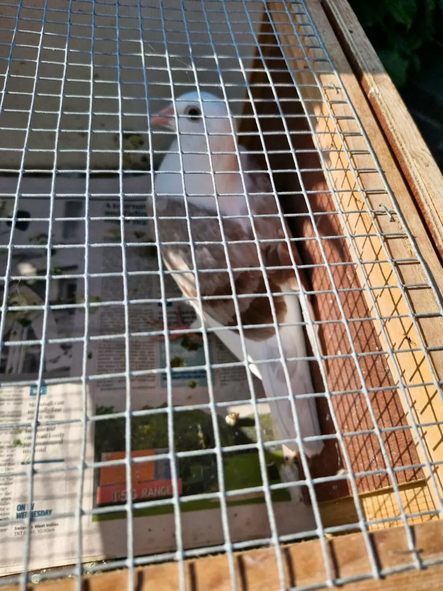 Pigeons - Image 1