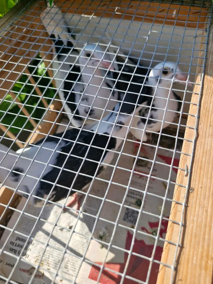 Pigeons - Image 2