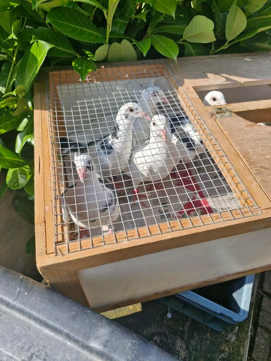 Pigeons - Image 3