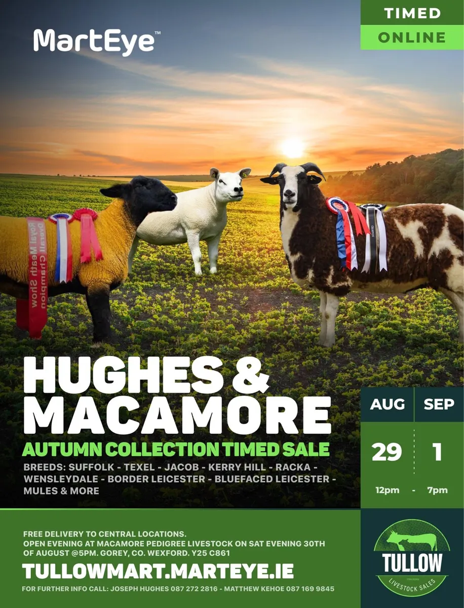Hughes & Macamore Autumn Collection Timed sale - Image 1