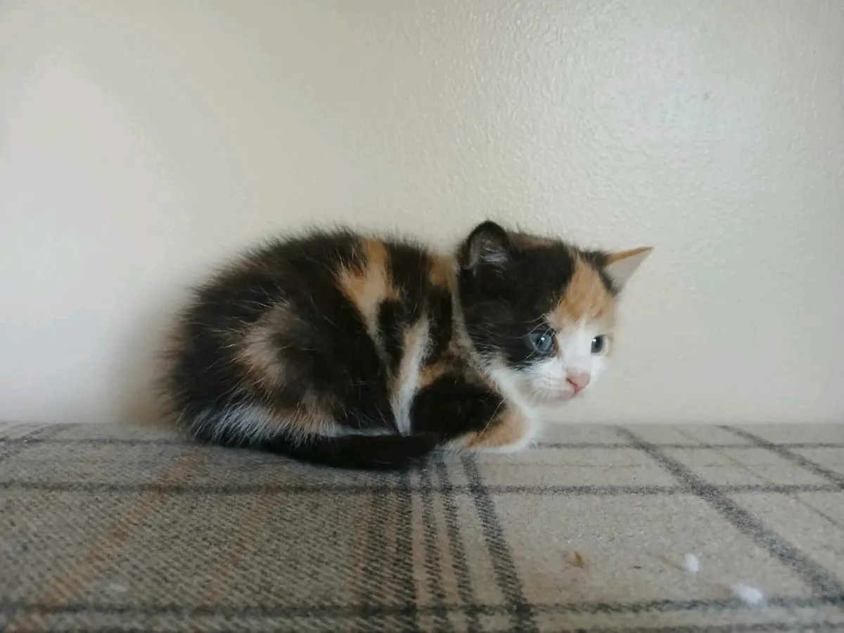 Kittens - Image 1