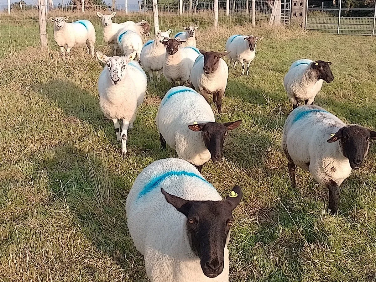 Cross bred Hoggets (sale agreed pending collection - Image 1