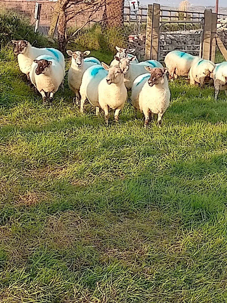 Cross bred Hoggets (sale agreed pending collection - Image 2