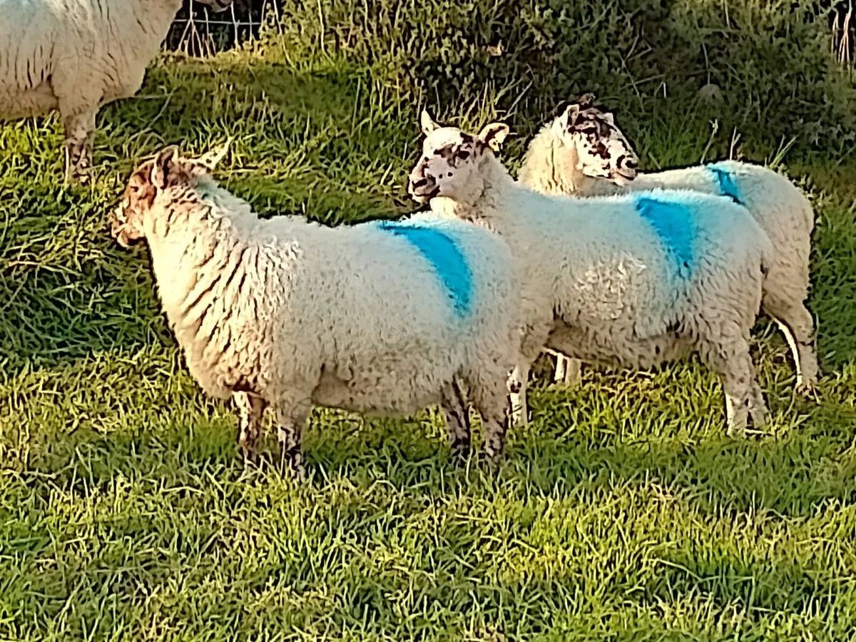 Cross bred Hoggets (sale agreed pending collection - Image 3
