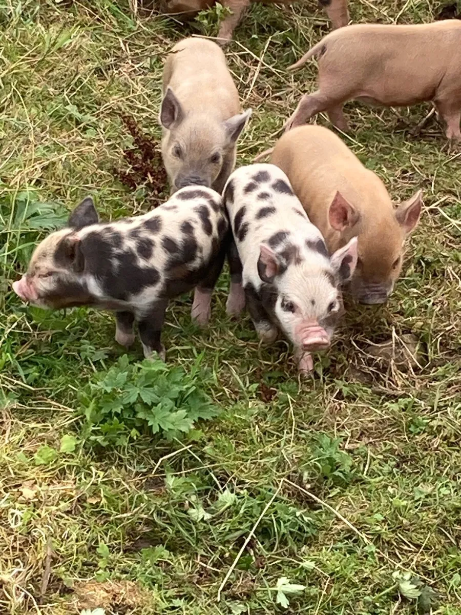 Kune Kune pig (piglets) - Image 2