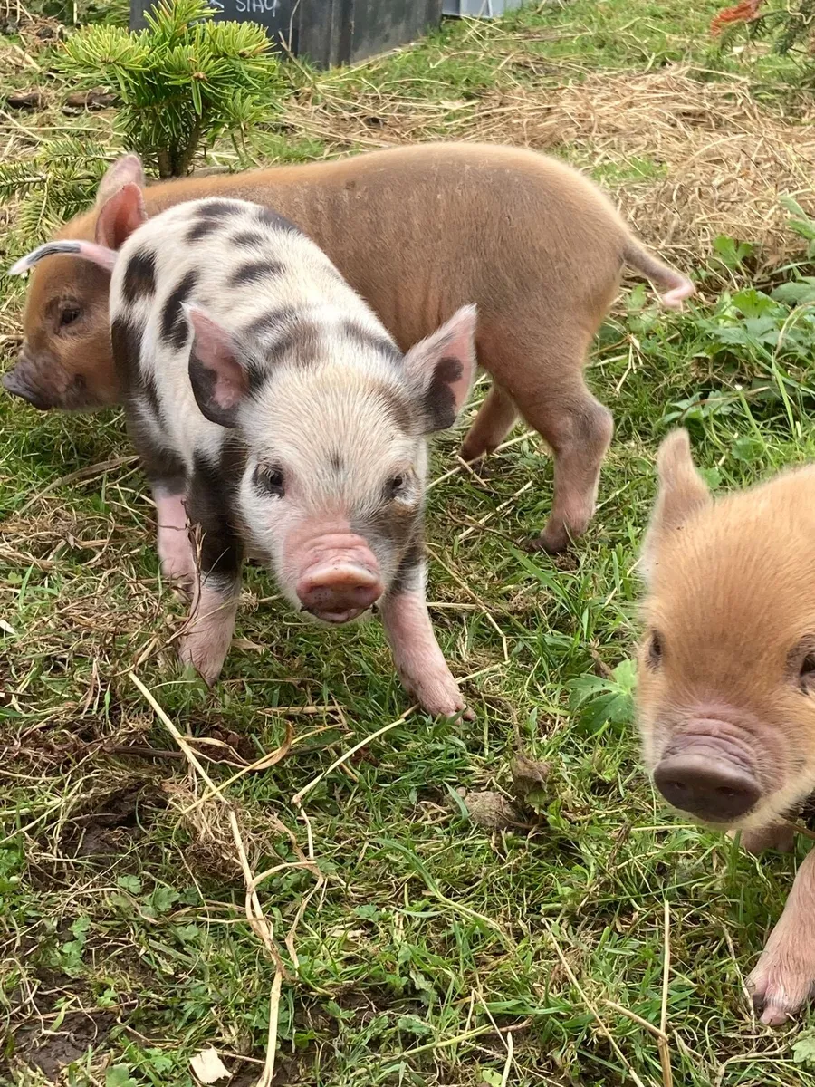 Kune Kune pig (piglets) - Image 3
