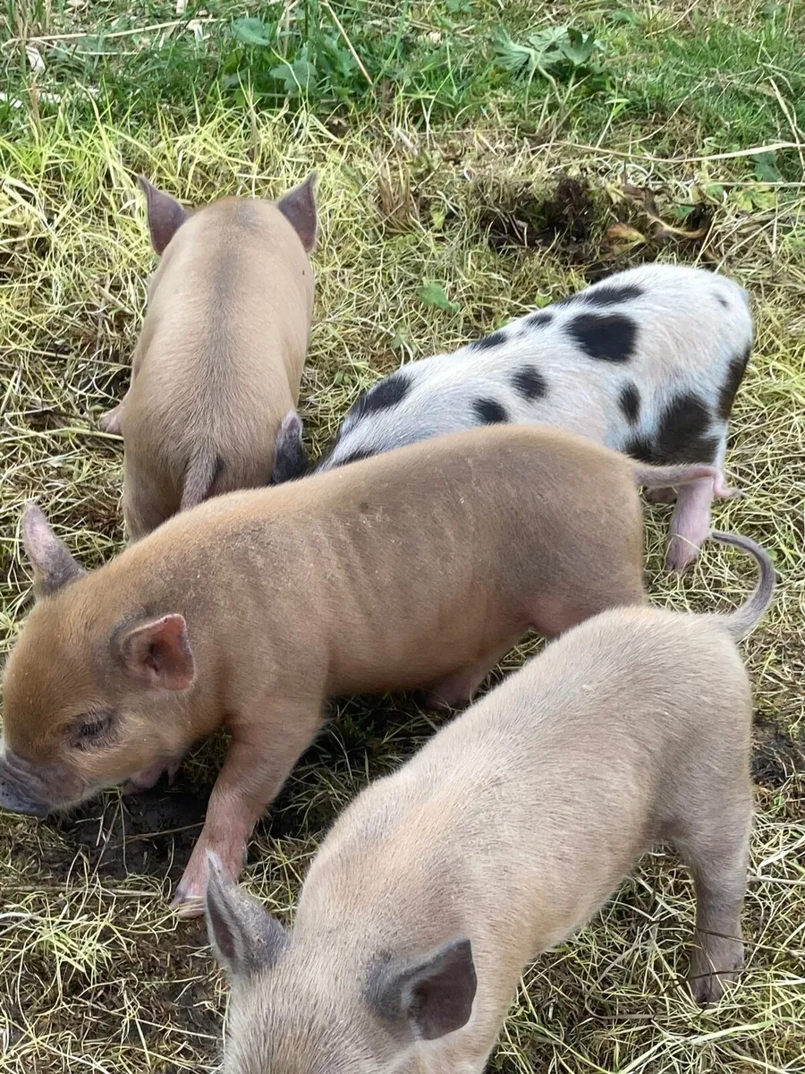 Kune Kune pig (piglets) - Image 4