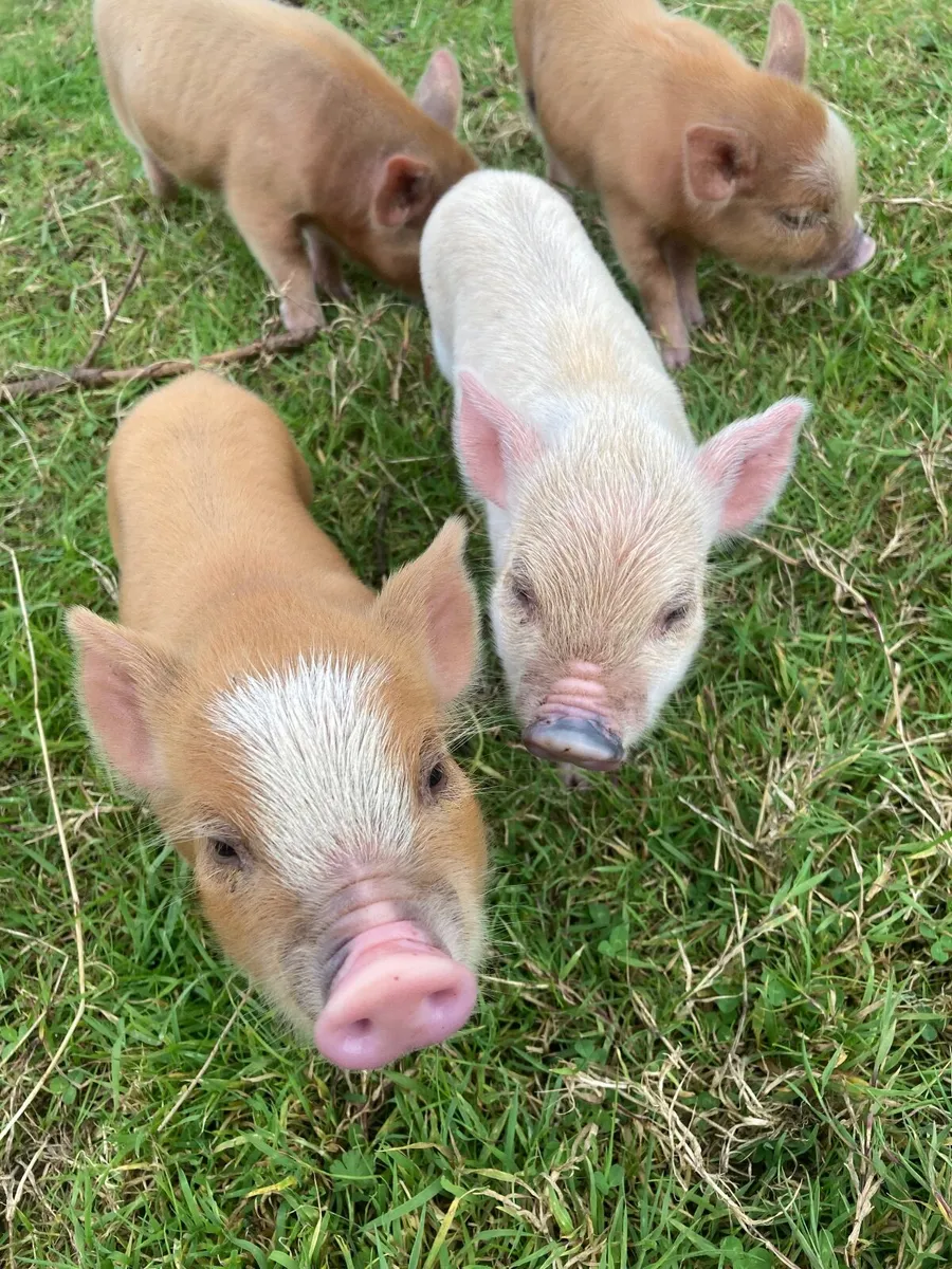Kune Kune pig (piglets) - Image 1