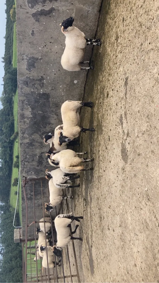 Lanark horned Sheep - Image 2