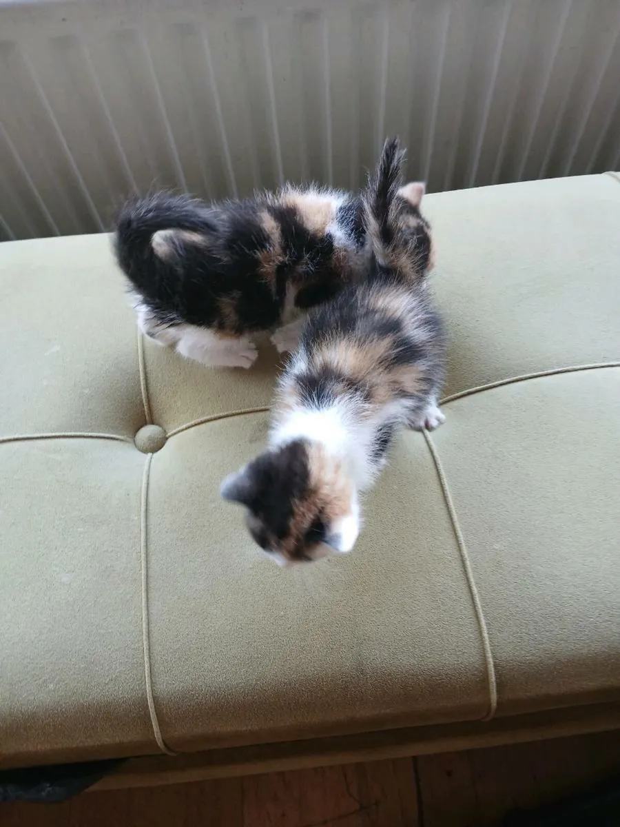 Kittens - Image 4