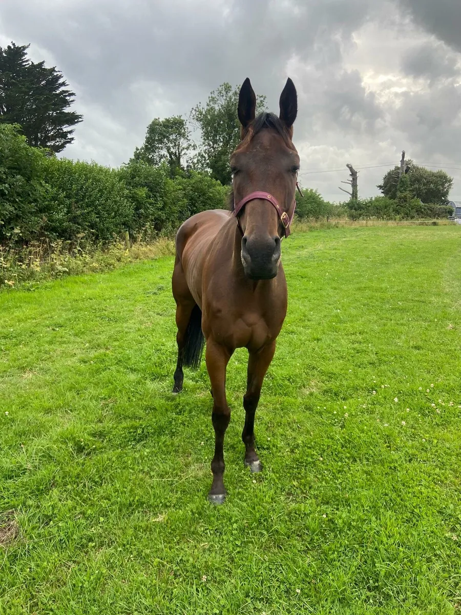 4year Old Thoroughbred - Image 2